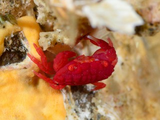 チリメンベニオウギガニ