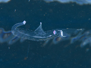 チュウガタハダカゾウクラゲ