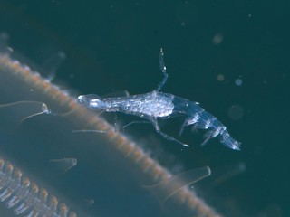 卵を持ったフクロズキンウミノミ