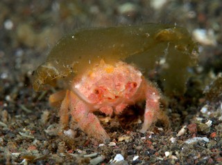 ヒラアシカムリ