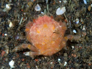 ヒラアシカムリのB面