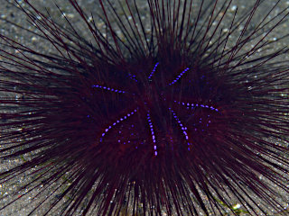 ヒラタガゼ属の一種1