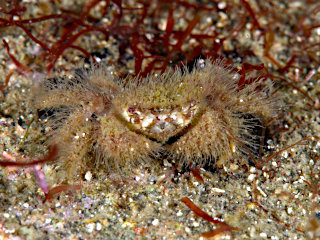 ケブカガニ属の一種1