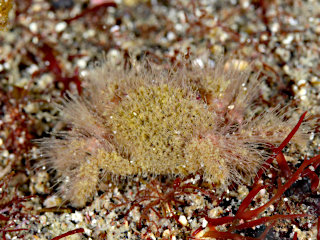 ケブカガニ属の一種1