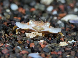 ワタリガニ科の一種1