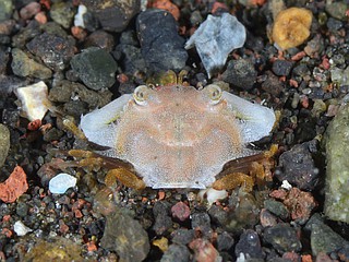 ワタリガニ科の一種1