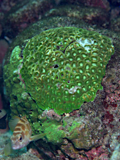 キクメイシとベルベットサンゴの戦い