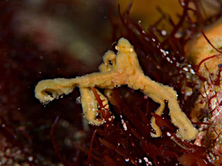 モフモフクモガニ