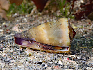 ナガシマイモのB面