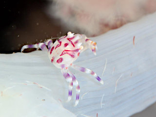 ナカソネカニダマシ