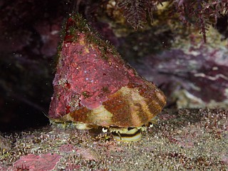 ニシキウズ