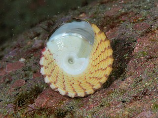 ニシキウズB面