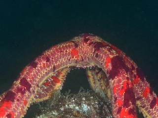オオアカヒトデ