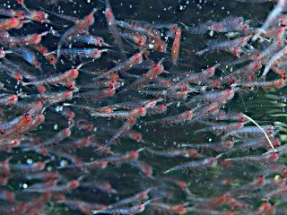 オキアミの群れ