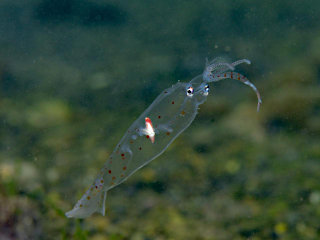 サメハダホウズキイカ科の一種1