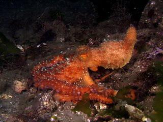有毒なタコ - カリフォルニアツースポッテッドダコ (Octopus bimaculoides)