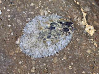 触角の短いヒメアワビ