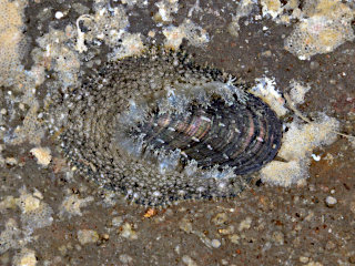 触角の短くて殻がラメってるヒメアワビ