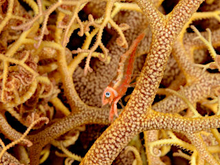 テヅルモヅルエビ