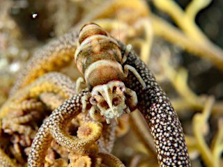 テヅルモヅルエビのメス