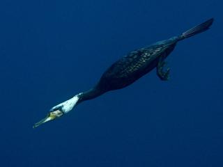 潜航中のカワウ