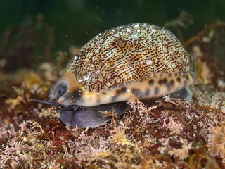 ヤクシマダカラ