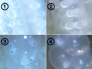 ヤリイカの卵の成長