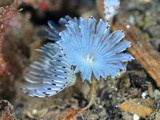 ケヤリムシ目の一種3