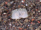 ケヤリムシ目の一種4
