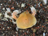 カメキウスヘリコブシガニ