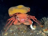 トウヨウホモラ