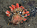 ウミギクガイ
