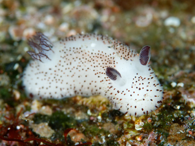 ゴマフビロードウミウシ Izuzuki海の生き物大図鑑 笑