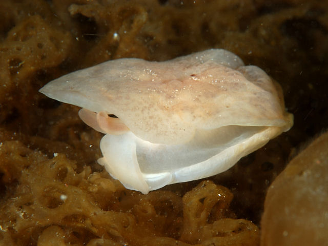 遠洋魚:その正体、特徴、例 - シエラ・デル・パシフィコ