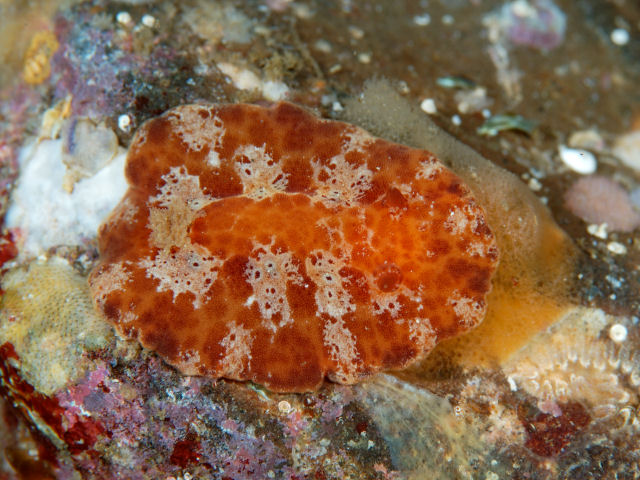 クモ類: 特徴、種類、例 - クモ類の種類