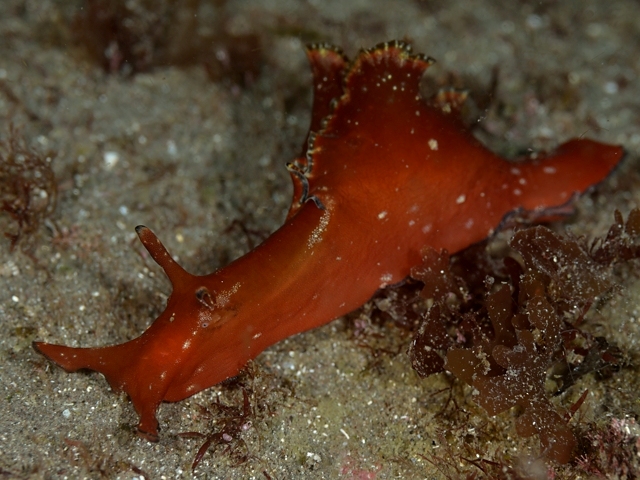 クロヘリアメフラシ Izuzuki海の生き物大図鑑 笑