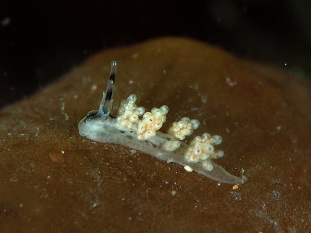 マツカサウミウシ Izuzuki海の生き物大図鑑 笑