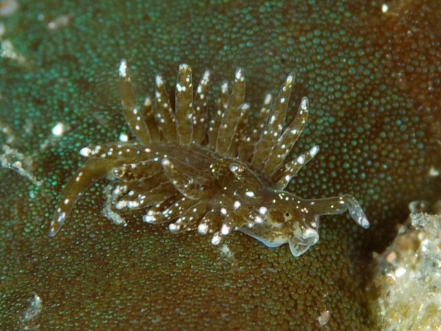 海王星の好奇心 - その環は肉眼では見えません