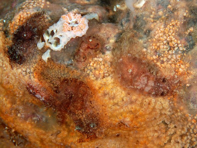 写真の中にゴリラがいるのがわかりますか？放射線科医の 83% はそうではありません。