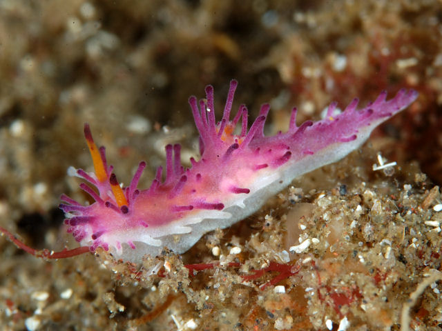 魚の繁殖 - 雌雄同体の魚はいますか?