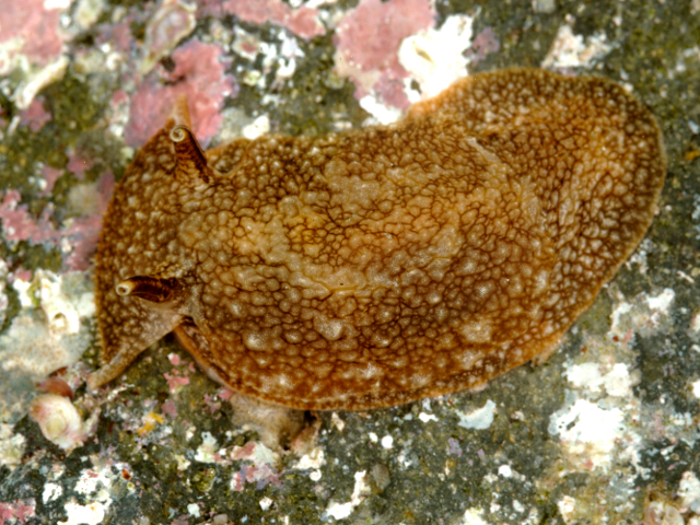 ウミイグアナ:特徴、食べ物、生息地 - ウミイグアナの食べ物