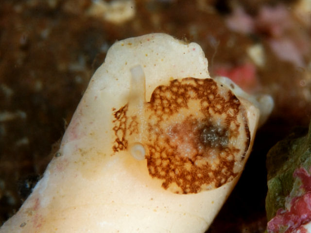 カタツムリについての好奇心 - カタツムリは軟体動物です