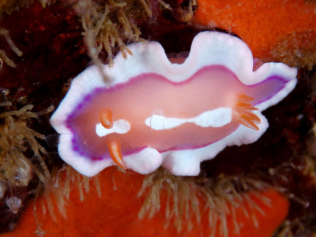 タコの種類 - カリブ海サンゴ礁のタコ (Octopus briareus)