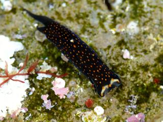 アカボシツバメガイの赤星バージョン