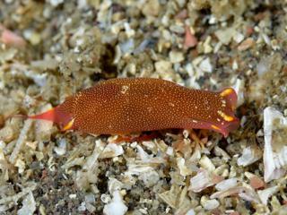 アカボシツバメガイの茶色バージョン