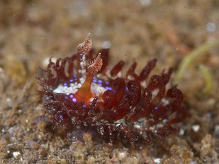 ハナショウジョウウミウシ
