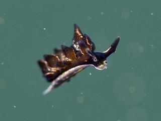 浮遊するヒメクロモウミウシ
