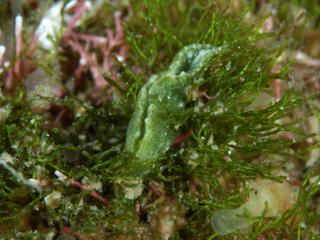 海藻に頭を突っ込むフジイロミドリガイ