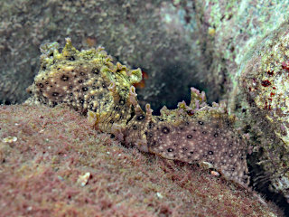 ジャノメアメフラシのペア