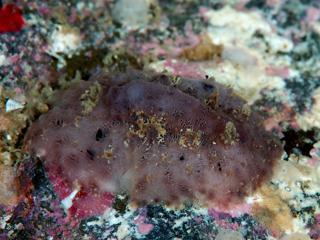 ガマズミ属の耳炎:ケア